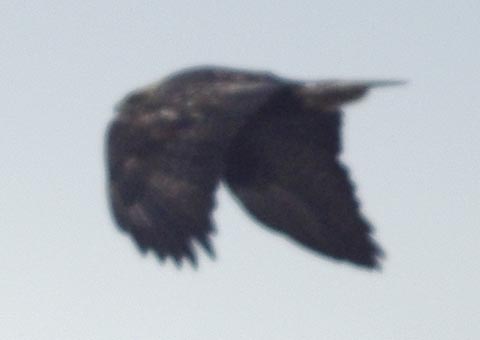 golden eagle flapping