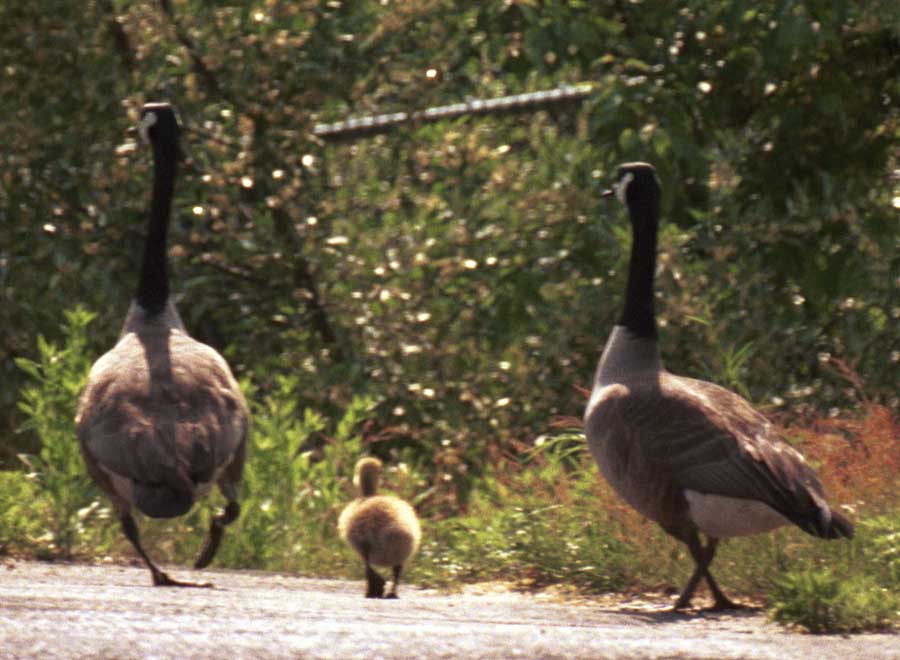 Geese and gosling