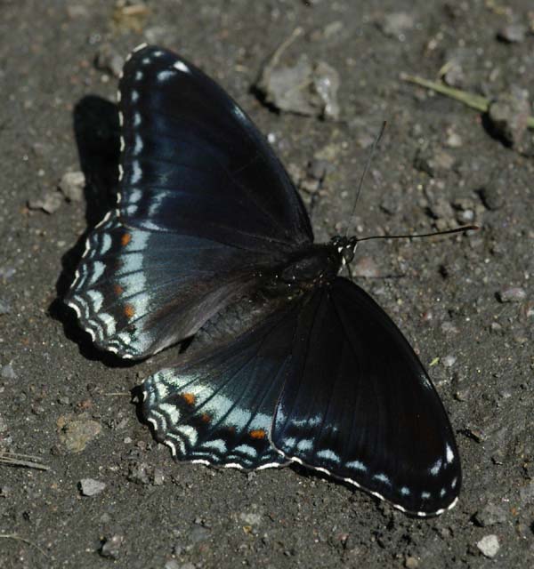 Red-spotted purple, open wings