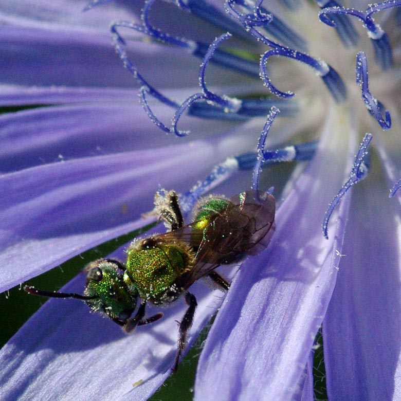 Green bee or wasp on chicory