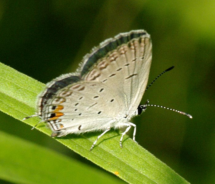 Female eastern tailed-blue, wings closed