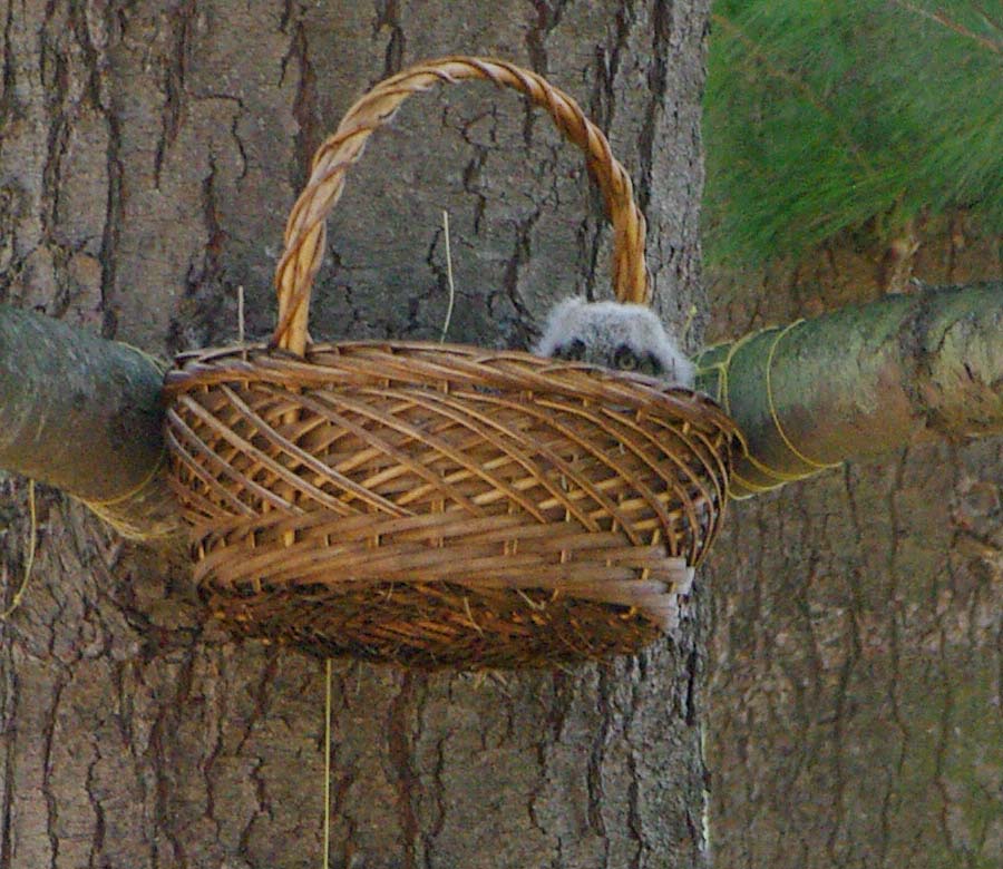 Great-horned owlets at home