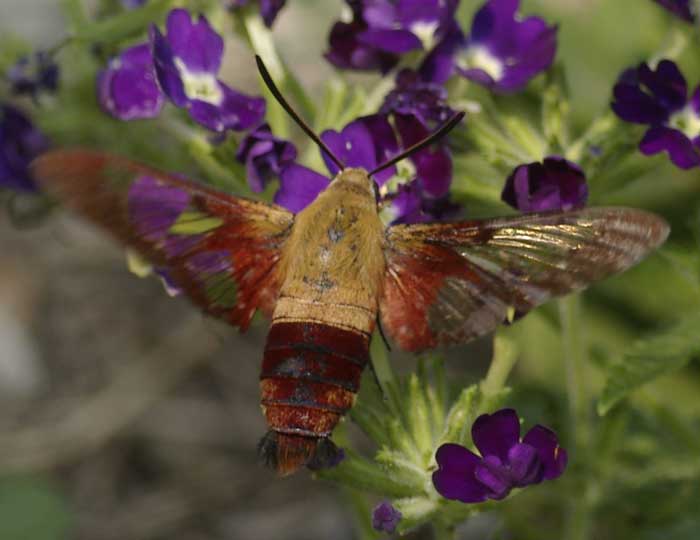 Hummingbird clearwing moth