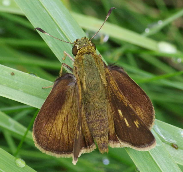 Northern broken dash skipper