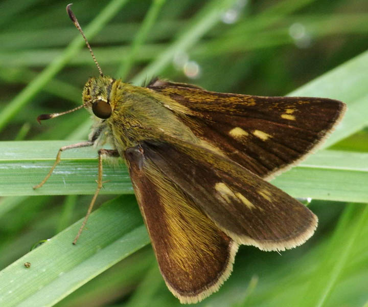 Northern broken dash skipper