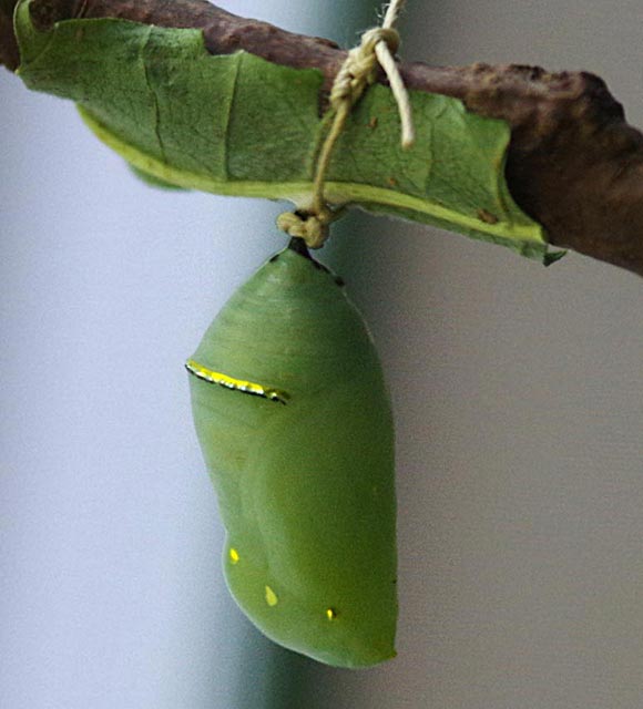 Monarch chrysalis