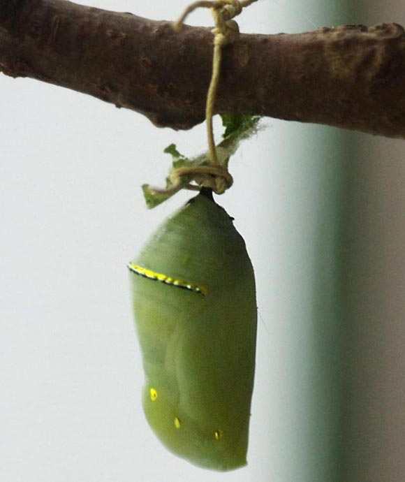 Chrysalis