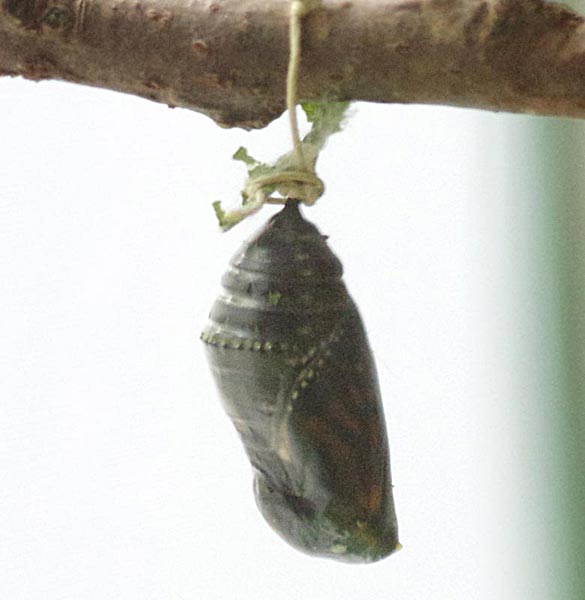 Dark chrysalis