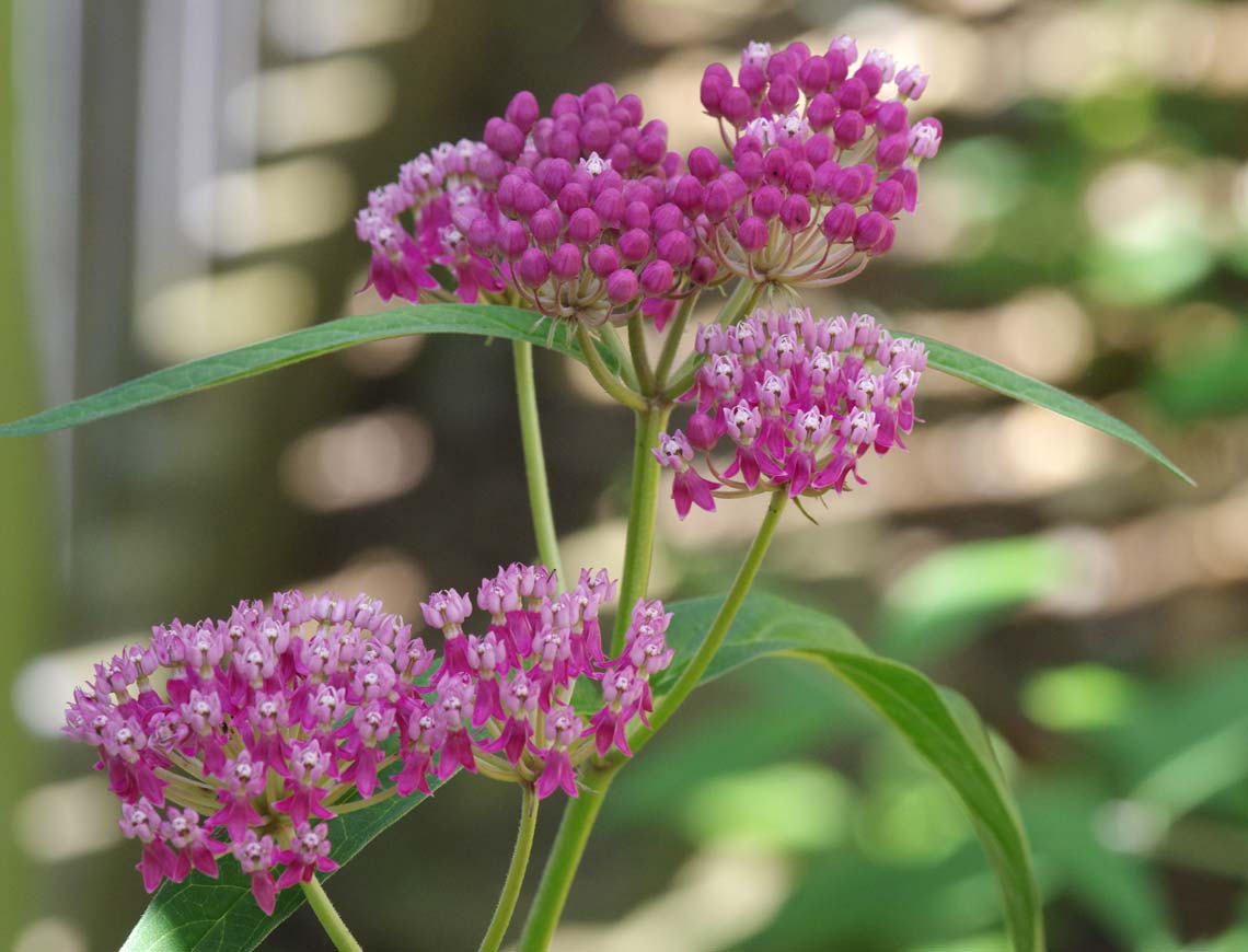 Swamp milkweed blossoms