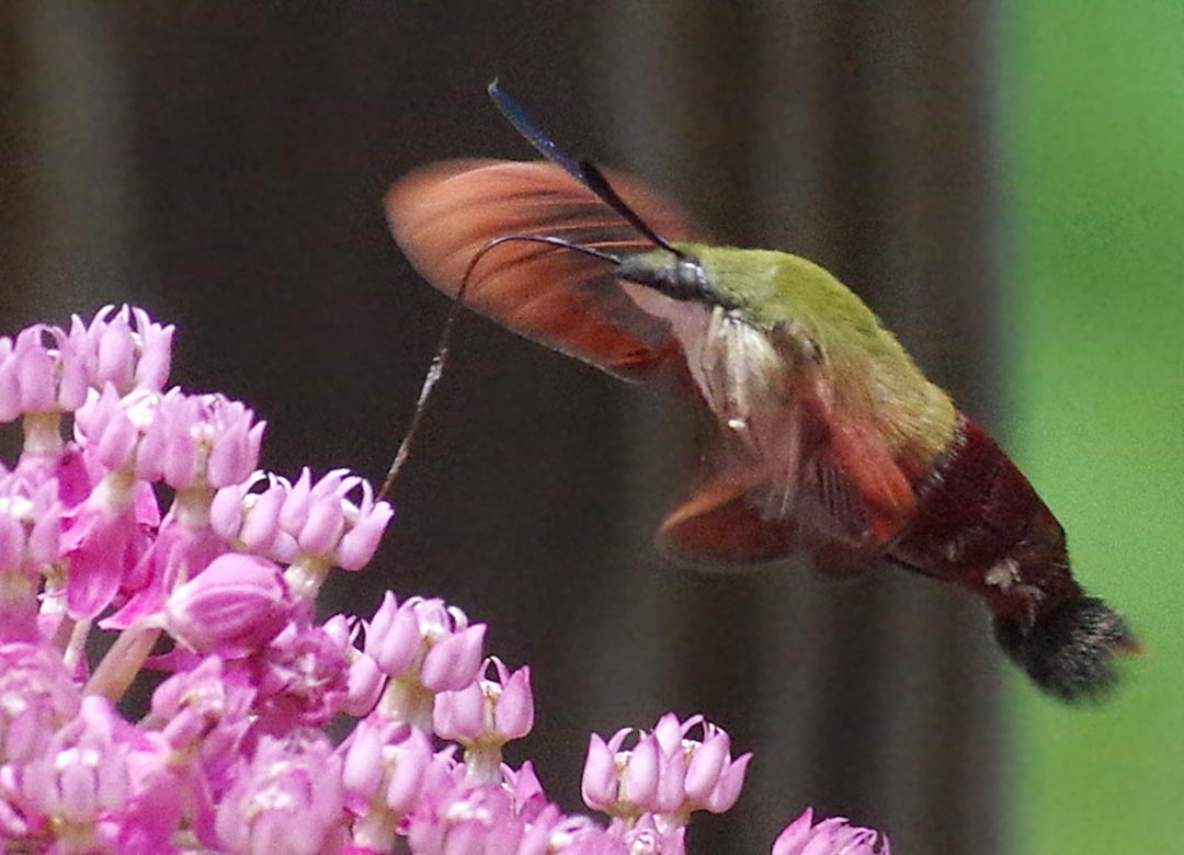 Clearwing moth at swamp milkweed