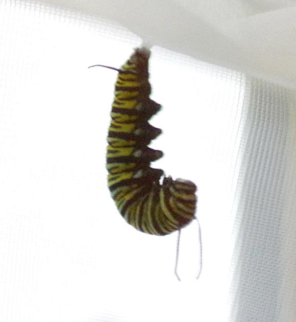 Monarch caterpillar to chrysalis