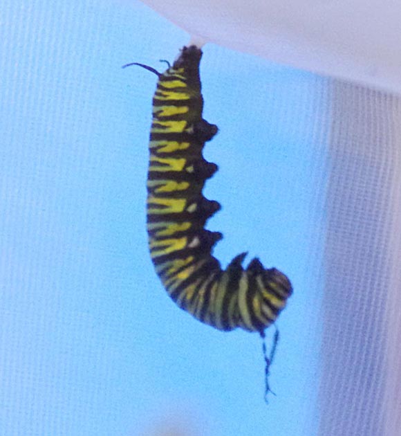 Monarch caterpillar to chrysalis