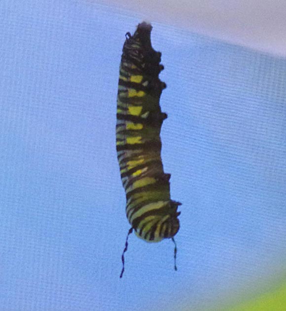 Monarch caterpillar to chrysalis