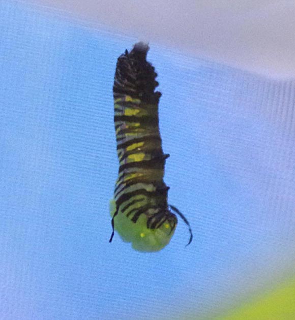 Monarch caterpillar to chrysalis