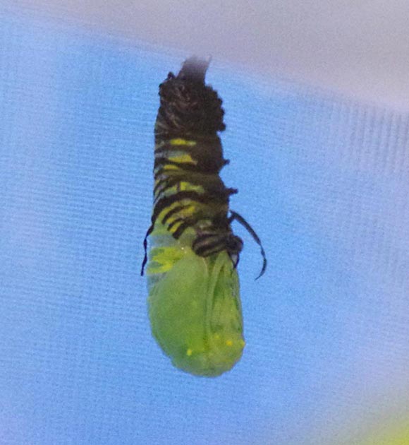 Monarch caterpillar to chrysalis