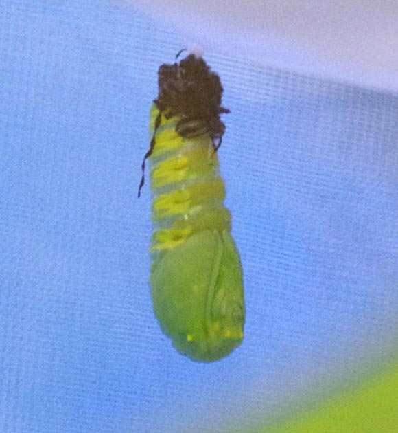 Monarch caterpillar to chrysalis