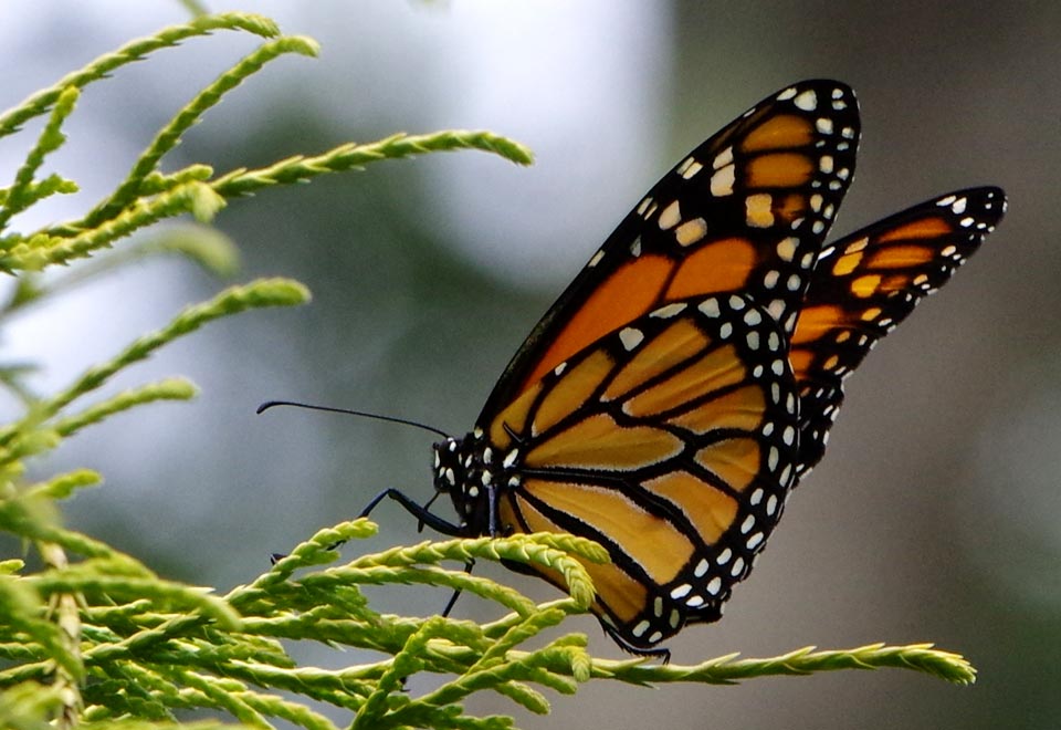 Monarch at rest