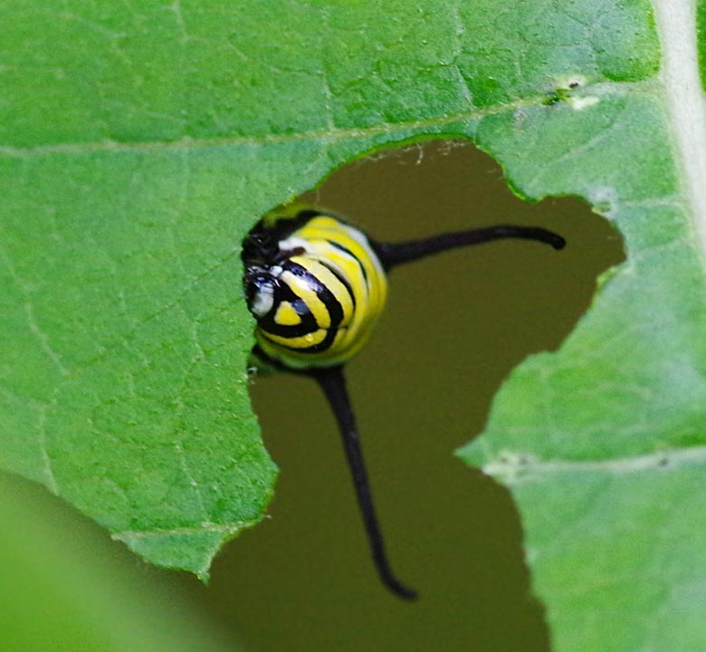 Peeking monarch caterpillar