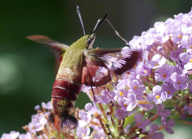 hummingbird clearwing