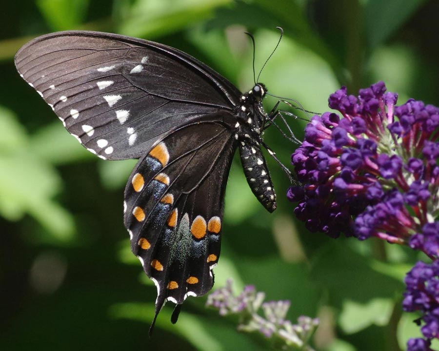 Male spicebush swallowtail