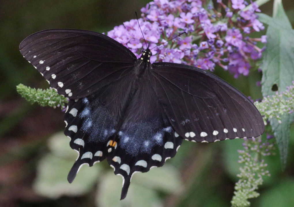 Male spicebush swallowtail