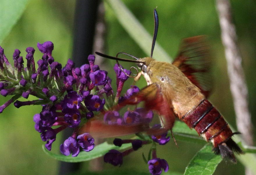 Hummingbird clearwing moth