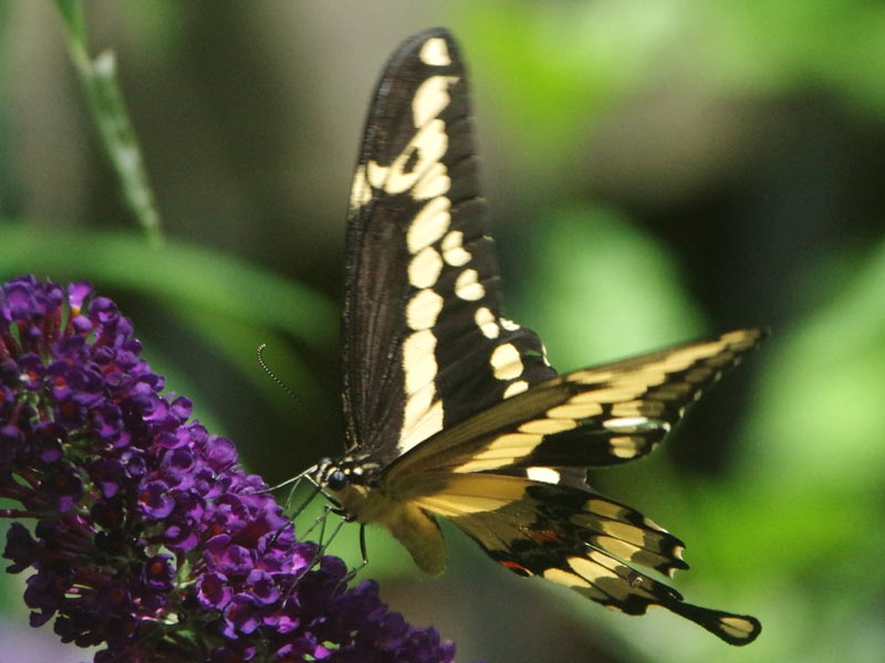 Giant swallowtail