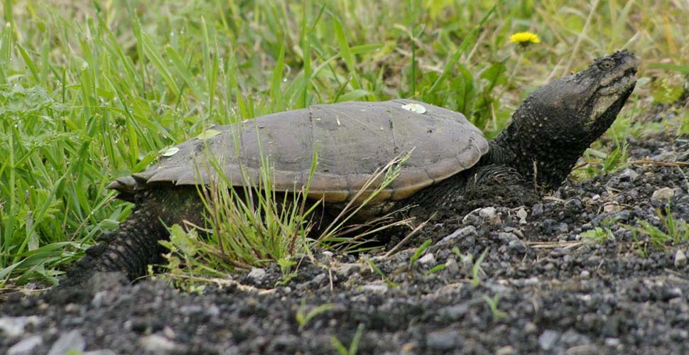 Mom snapping turtle