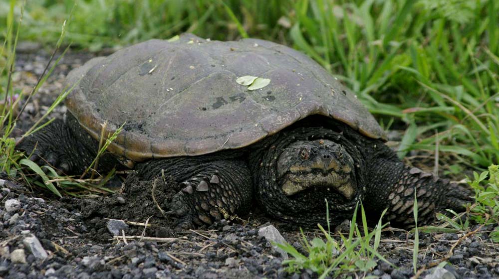 Mom snapping turtle