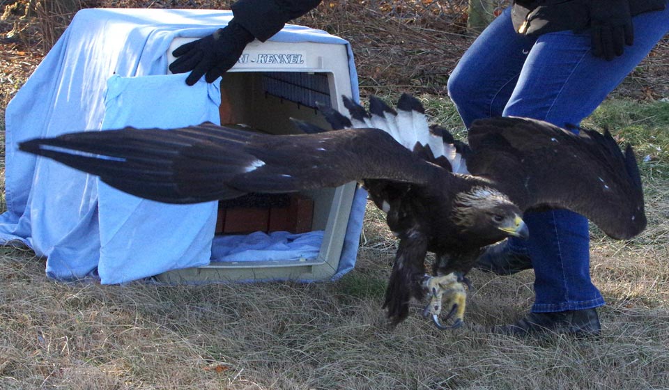 Mercury, the golden eagle, spreads his wings