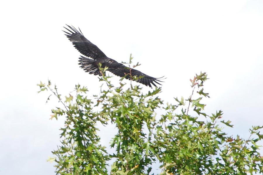 Brenda showing tail feathers