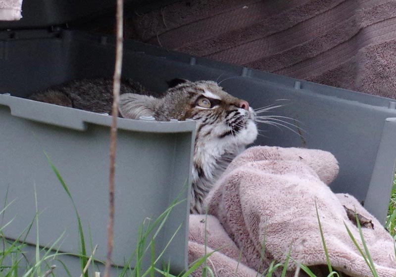 Bobcat