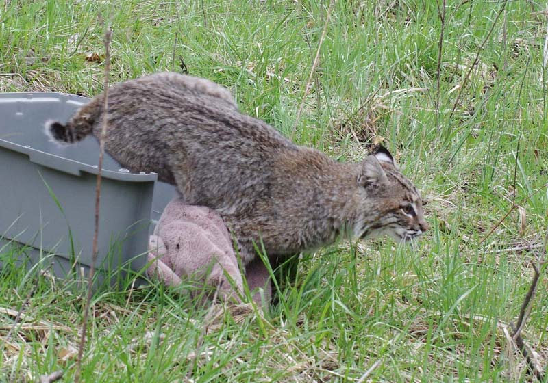 Bobcat action