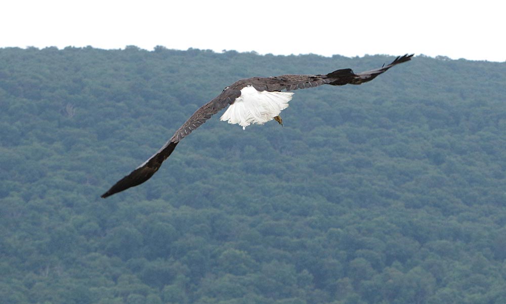 Lucky flying toward ridge