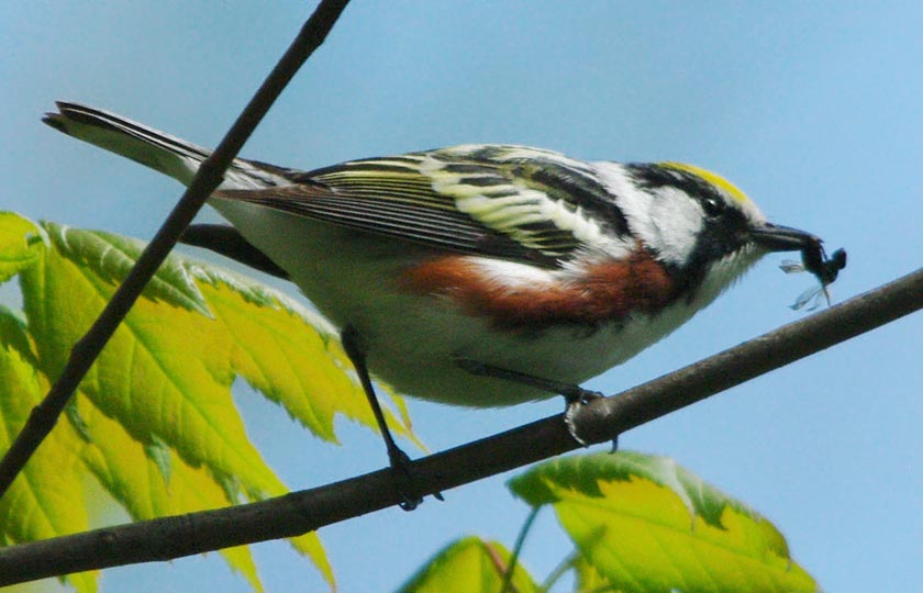 Chestnut-sided warbler