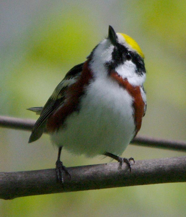 Chestnut-sided warbler