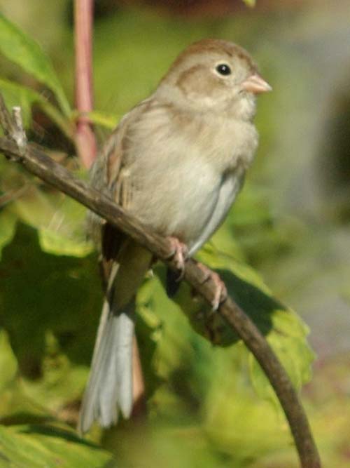 Field sparrow