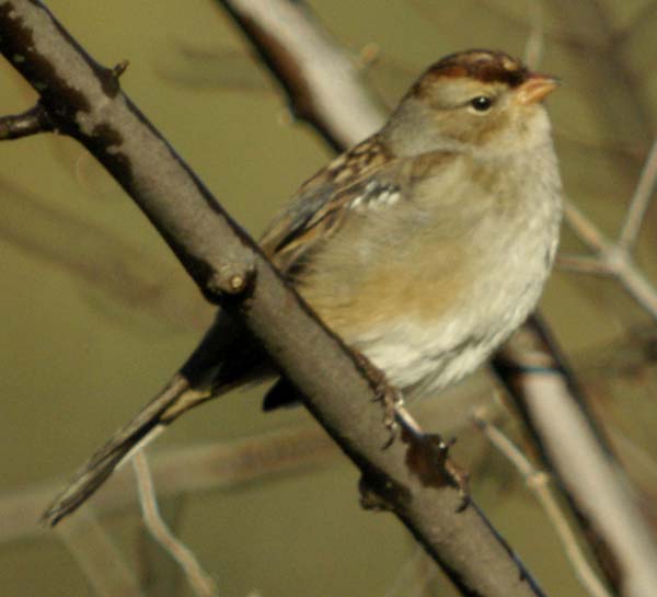 Field sparrow