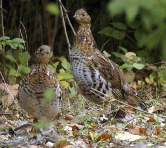 Two ruffed grouse