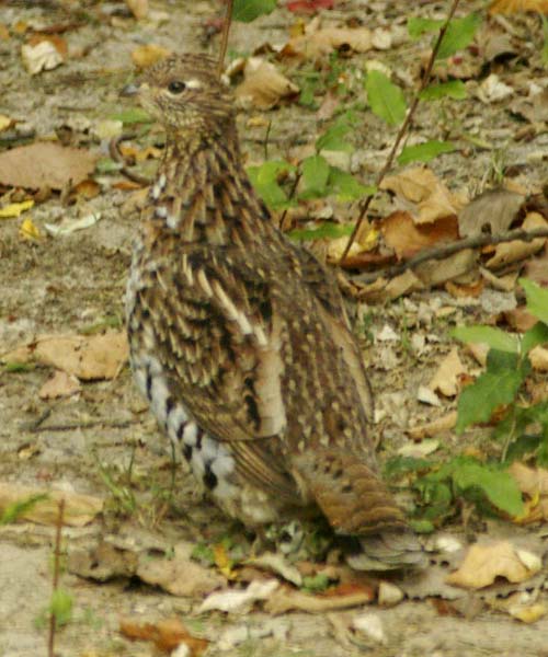 Ruffed grouse