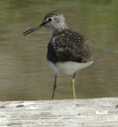 Solitary sandpiper with open beak