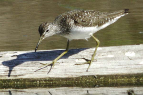 Solitary sandpiper and shadow