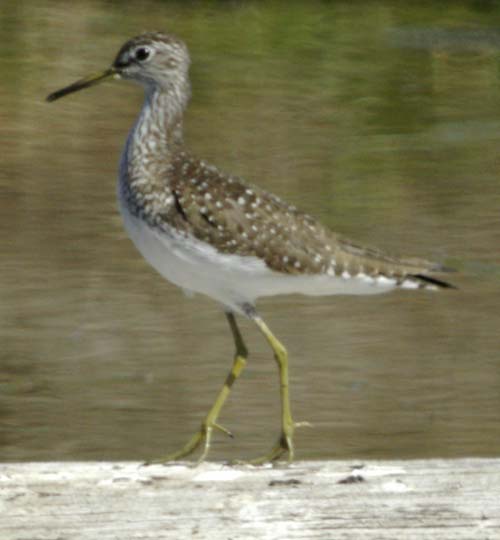 Solitary sandpiper as  ballerina