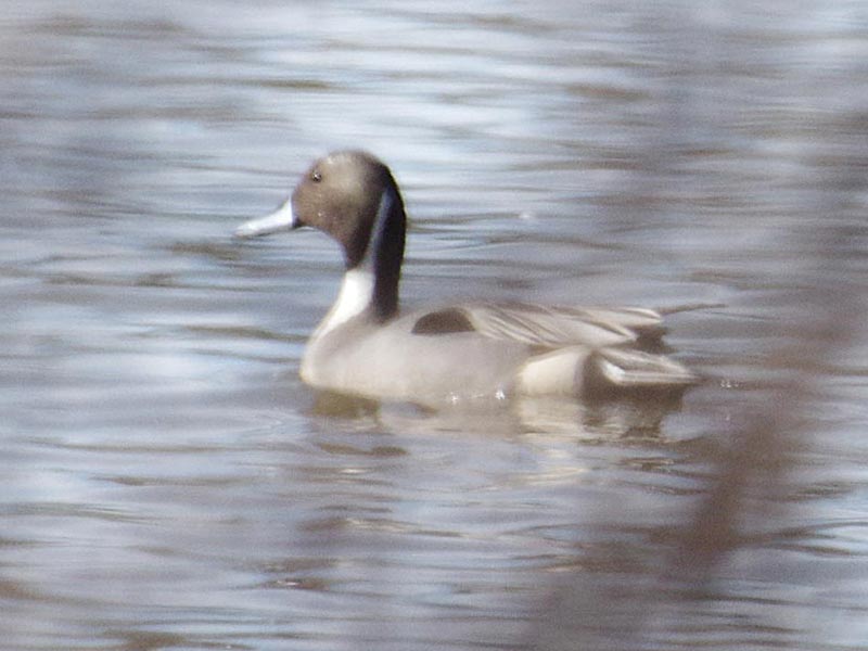 Northern pintail