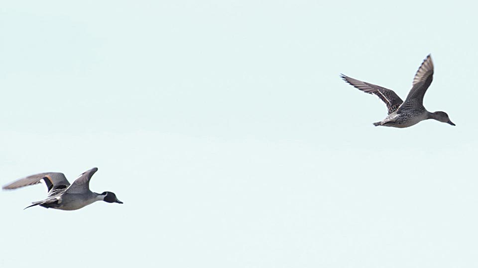 Northern pintail pair in flight